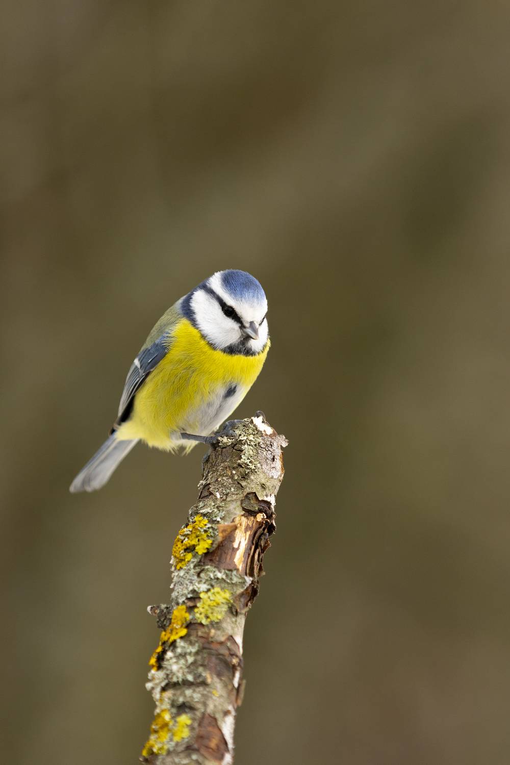 , Валерий Черняк