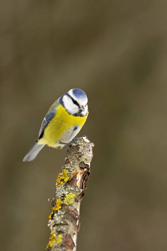 Лазоревка фото превью