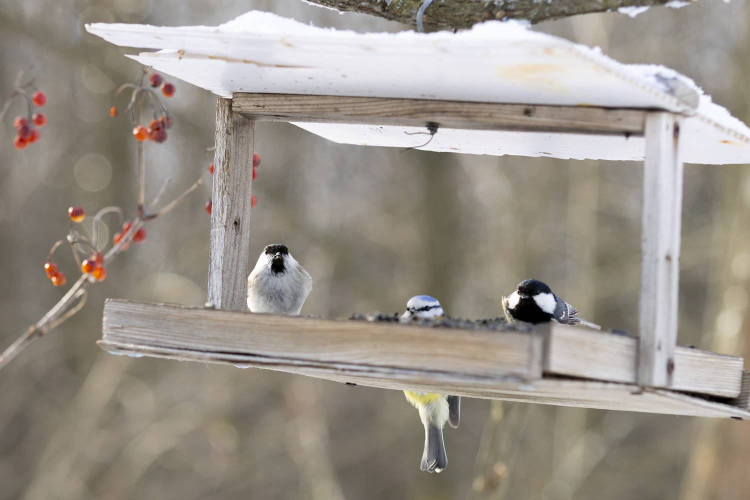 , Валерий Черняк