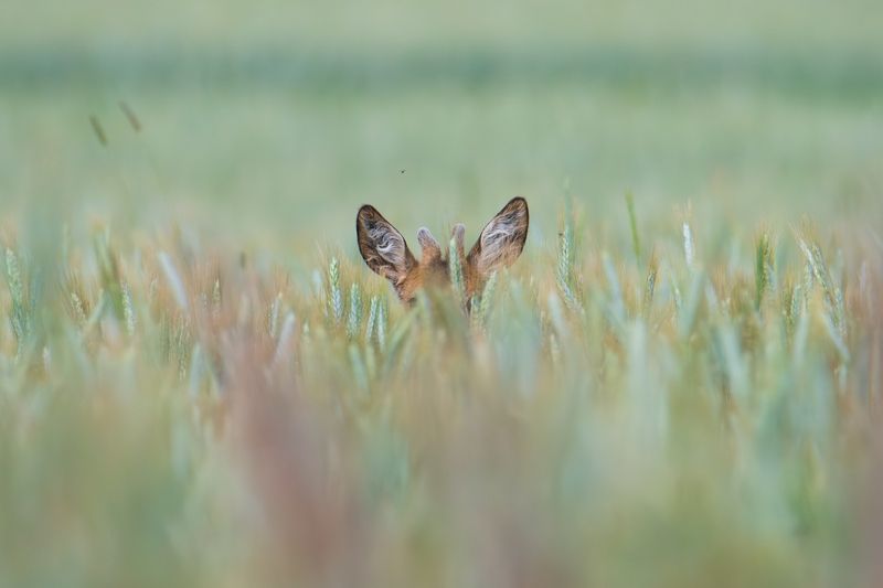 Ушки на макушке // Be on your guard фото превью