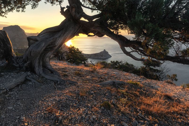 Старая сосна фото превью