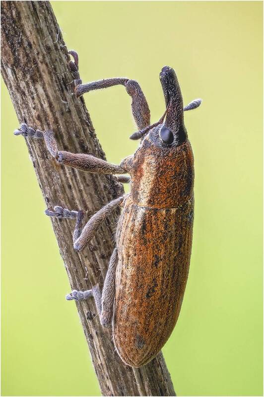 долгоносик Долгоносик фото превью