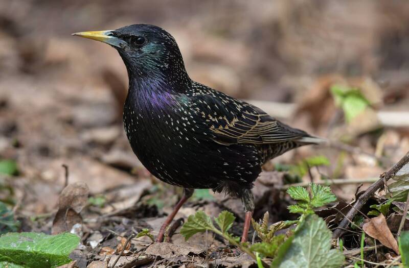 Скворец фото превью