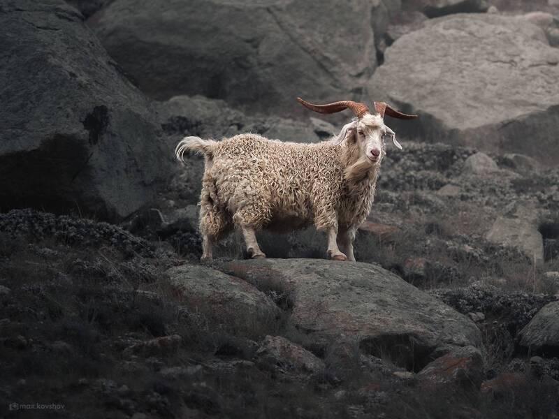 кавказ, козёл  фото превью