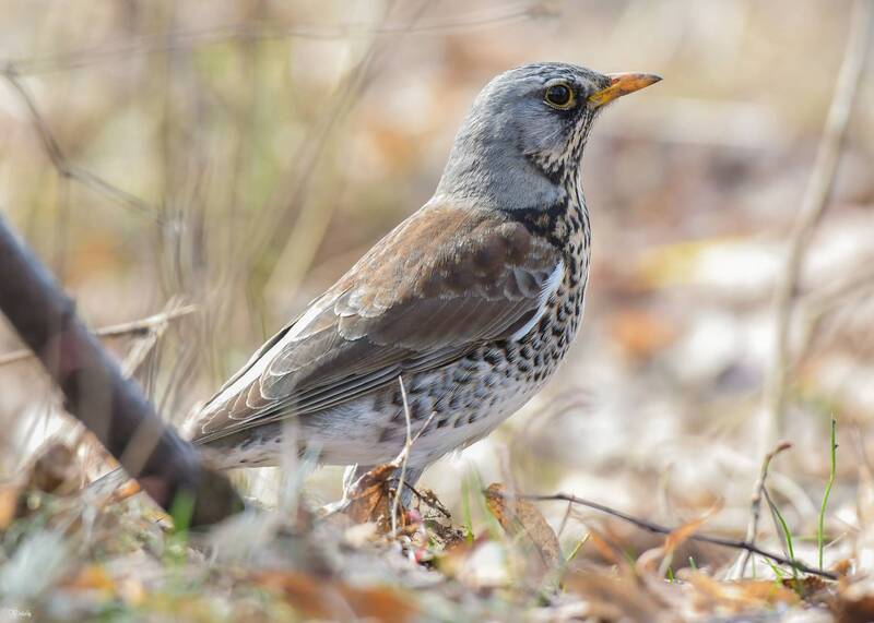 Дрозд рябинник фото превью