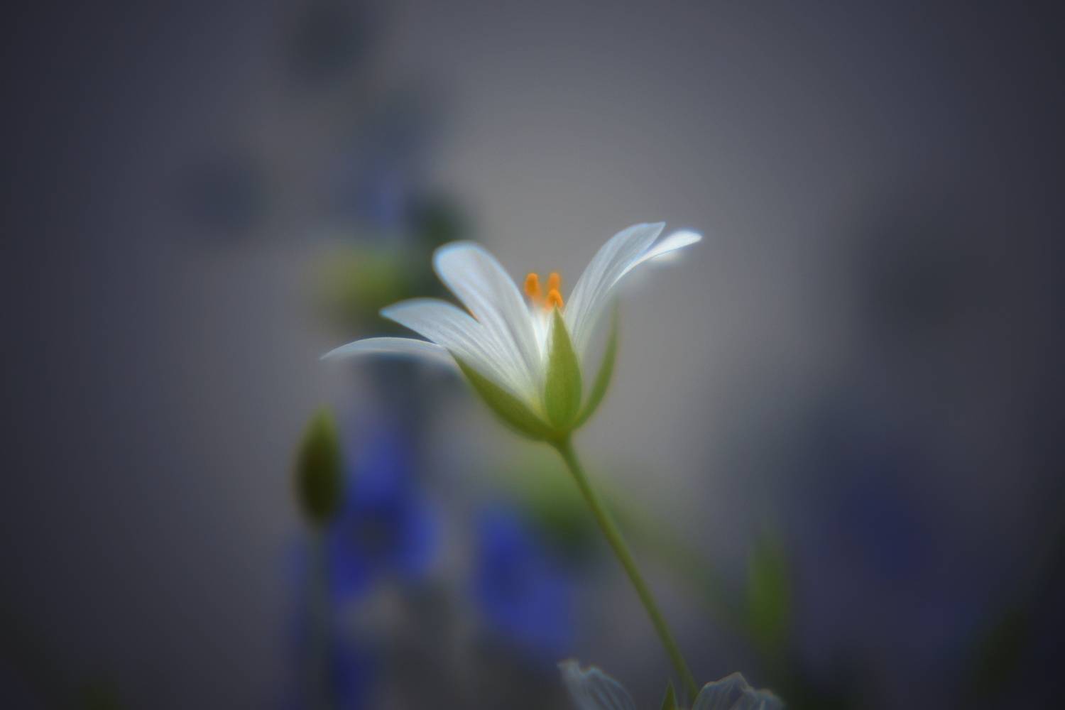 , Юлияна Стоянова