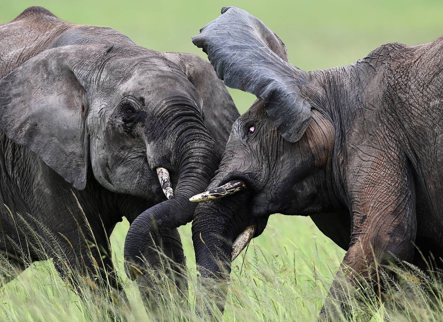 , Гудков Андрей