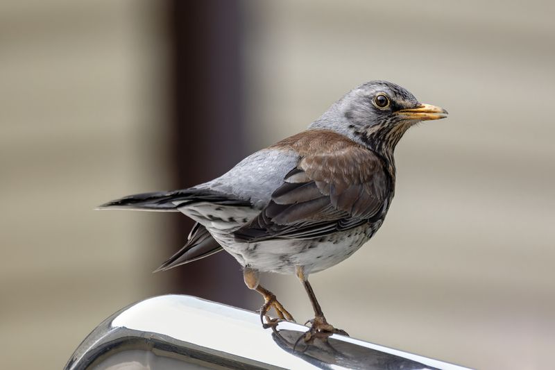 дрозд, рябинник, птицы, пернатые, природа Пернатый урбанист фото превью