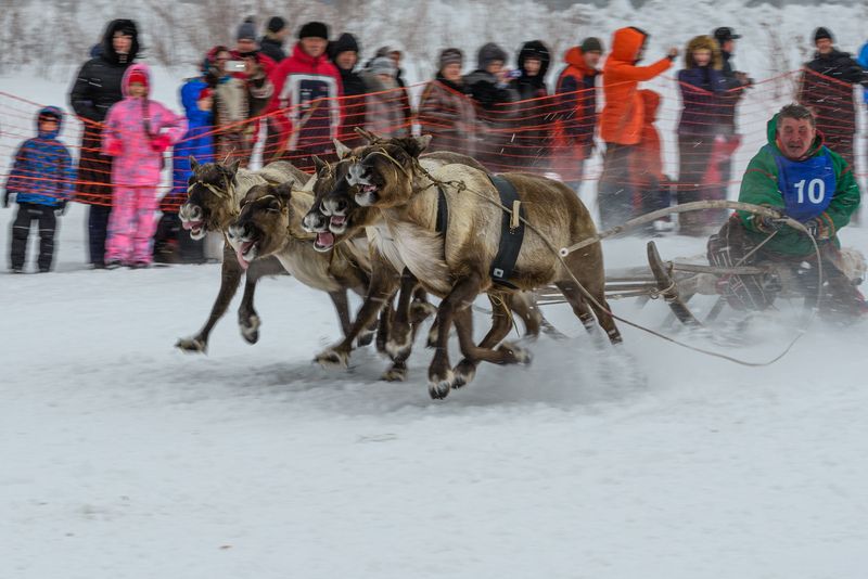 нарты, ненцы, оленевод, соревнования, хорей, олени, гонки, живем на севере, зима, снег, ямал, янао, надым, день оленевода Увезу тебя я в тундру фото превью