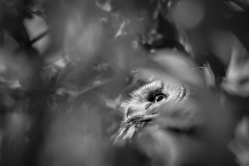 ушастая сова, чб Наблюдатель фото превью