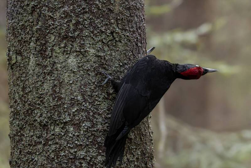 желна, дятел, черный дятел, птицы Брачное запугивание конкурента фото превью