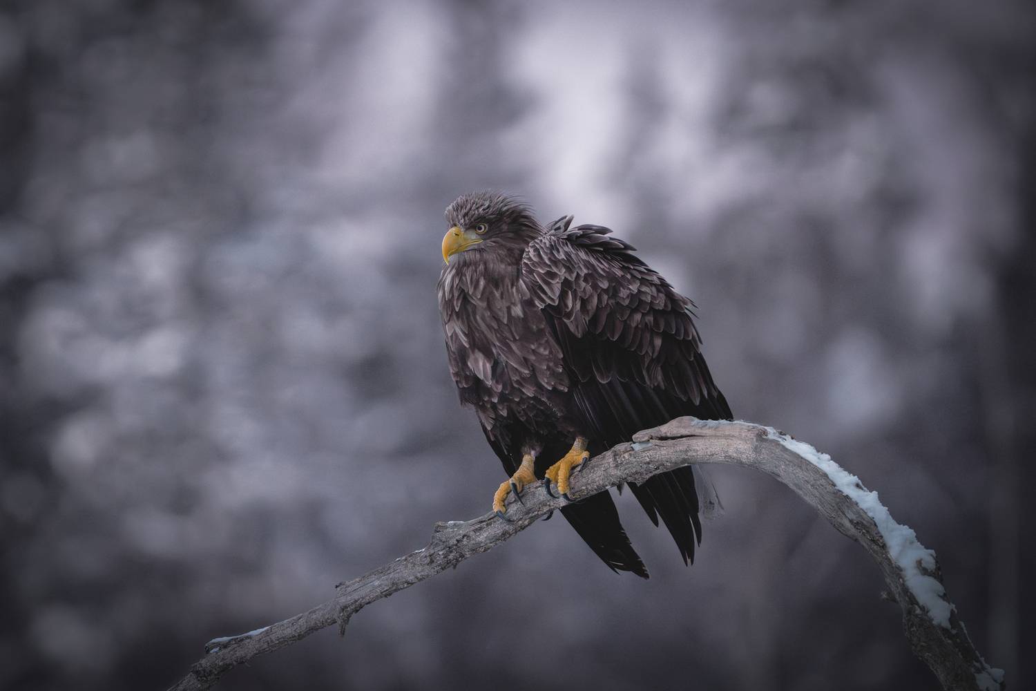орлан-белохвост, вечер, красный бор, Mikhail Ioannisian