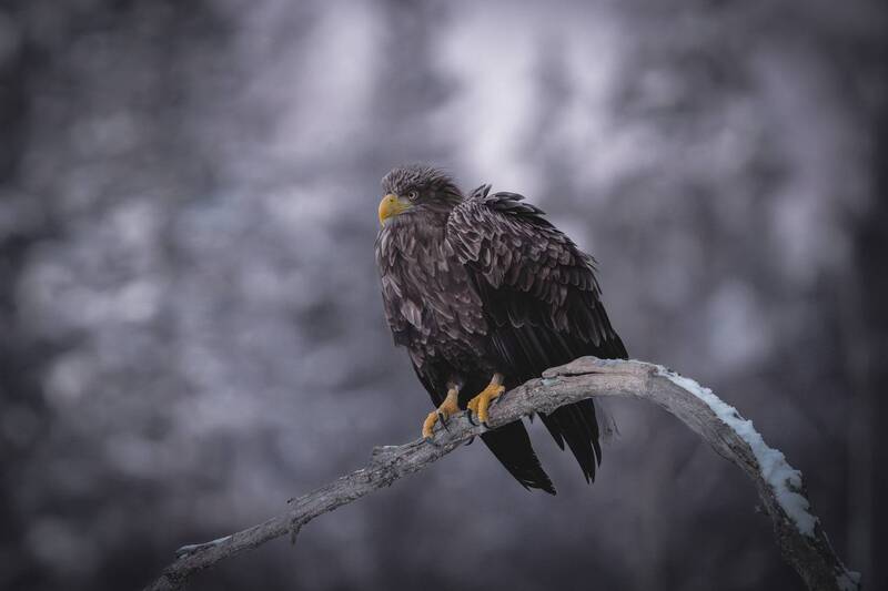 Вечерний орлан фото превью