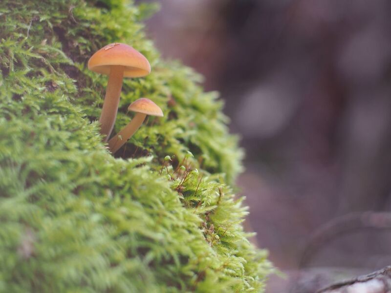 Грибная тема (Вероятно какая-то галерина) фото превью