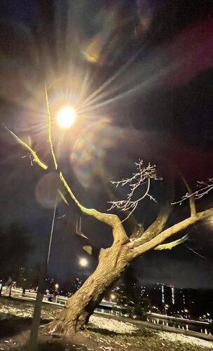 Волшебство в ночном парке