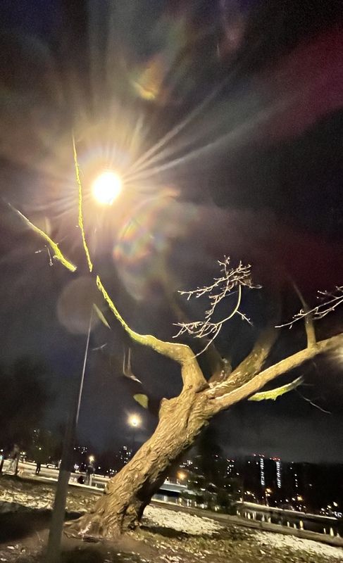 ночь, парк, деревья, волшебство, свет Волшебство в ночном парке фото превью