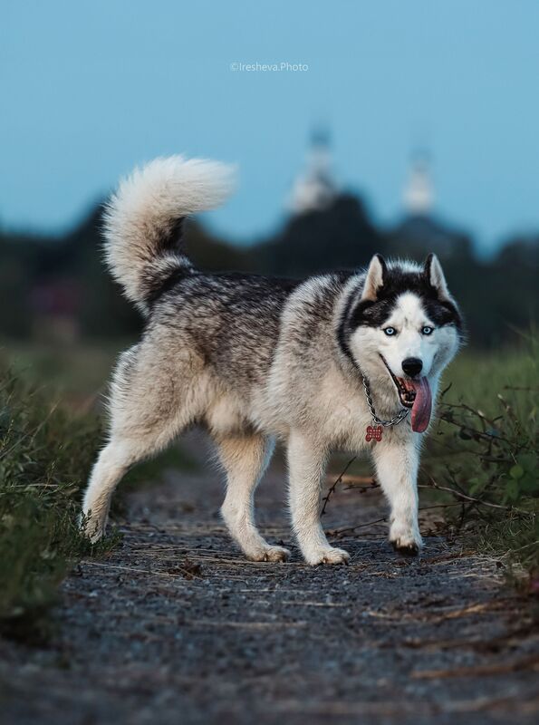 Husky, Хаски, Собака Как же я хорош фото превью