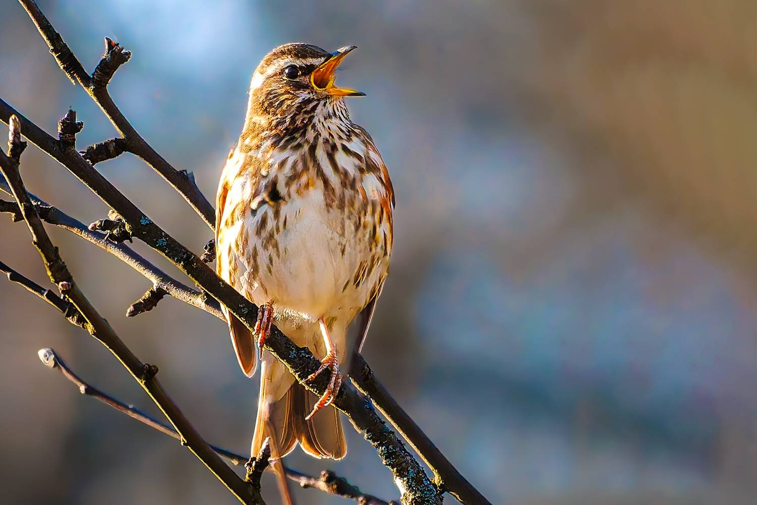 , Алексей Волков