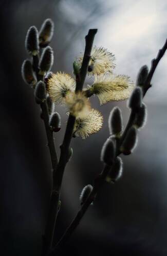 Верба во дворе.