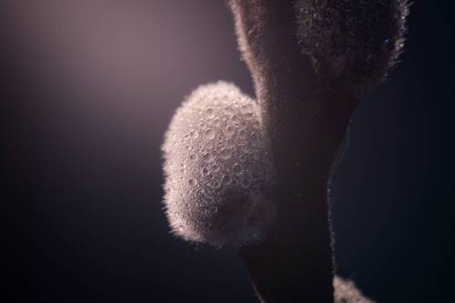 Вербовые веточки.