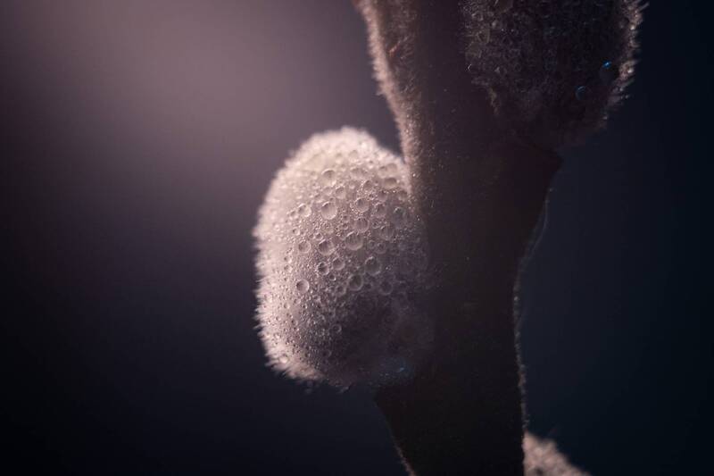 весна, апрель, природа, красота, макро, макро_фотография, верба, вербные_ветки, мануальная_оптика, винтажный_объектив, юпитер_3, фотографирую_весну, фотографирую_макро, керчь, крым, россия Вербовые веточки. фото превью