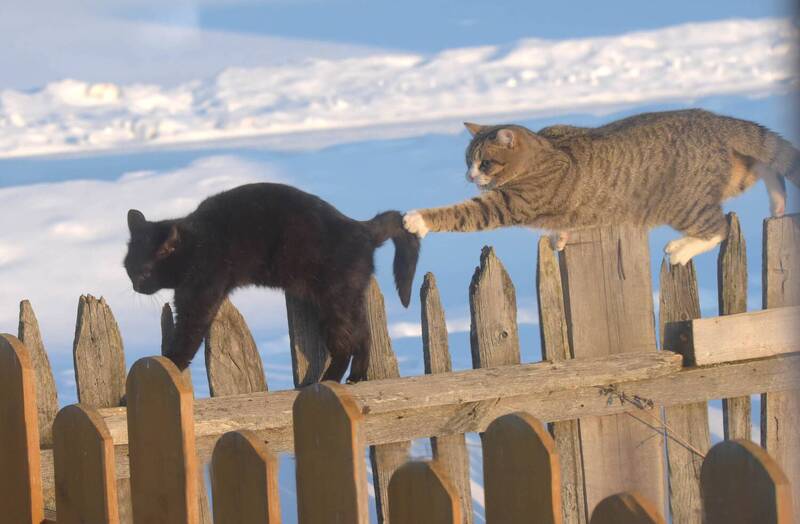 А на дворе был месяц март. фото превью
