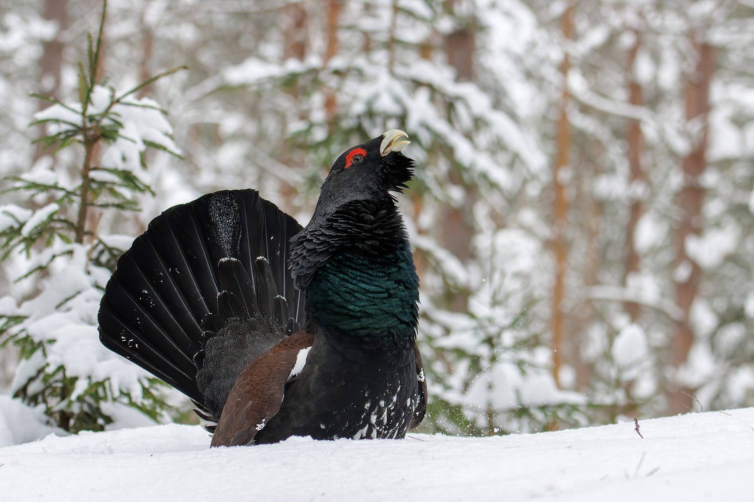 , Морозов Сергей