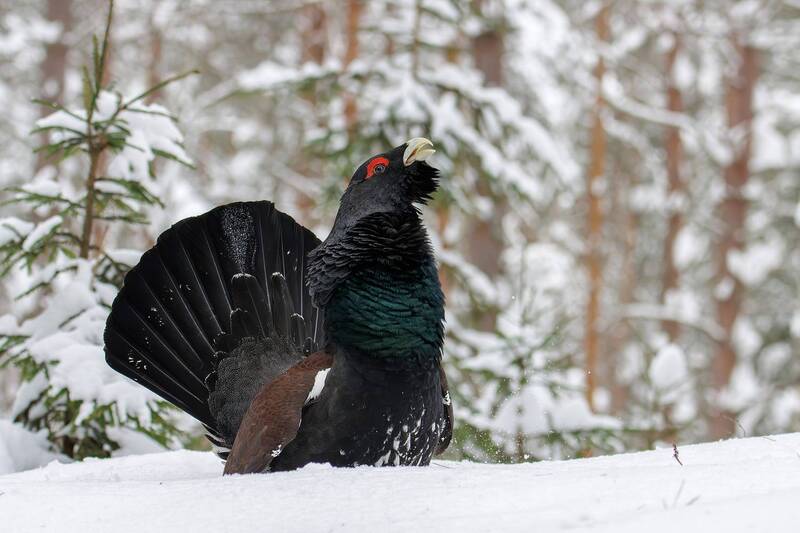 Глухарь фото превью
