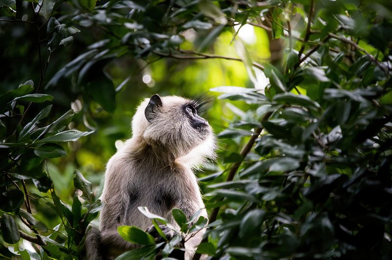 лангур, обезъяна, Шри-Ланка серый лангур фото превью