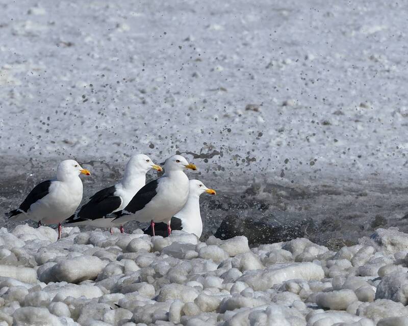 чайки, корф, весна Сестрицы фото превью