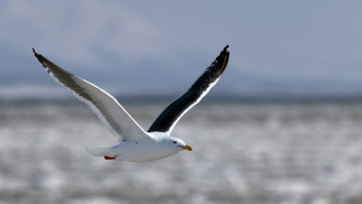 камчатка, тиличики, корф, Vladimir goiiiguk