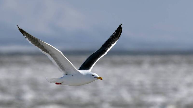 камчатка, тиличики, корф В полёте фото превью