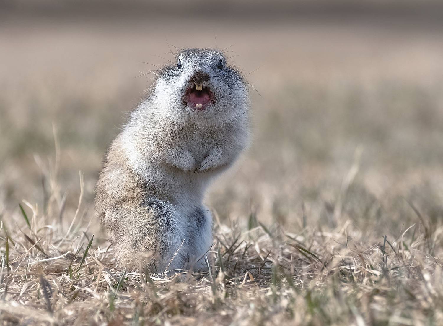 весна, суслик, эмоции, красноярск, Марина Фомина