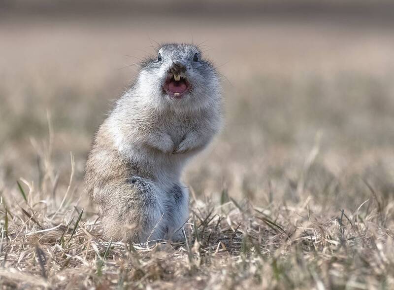 Ругается фото превью