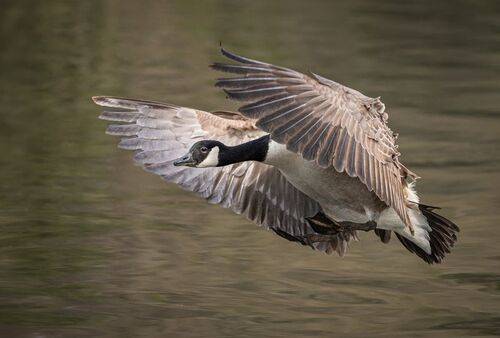 Canadian goose