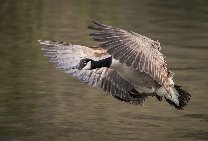 wild_life, nature, geese, goose, birds Canadian goose фото превью