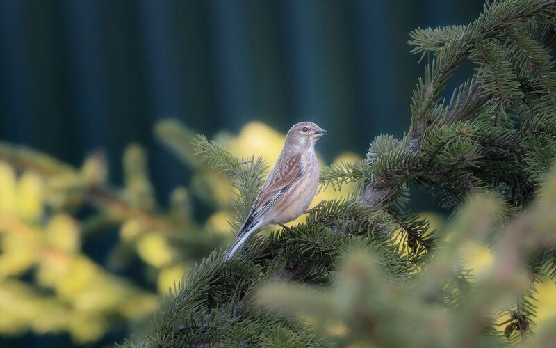 Коноплянка фото превью