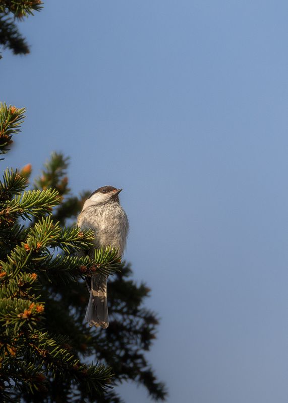 Пухляк фото превью
