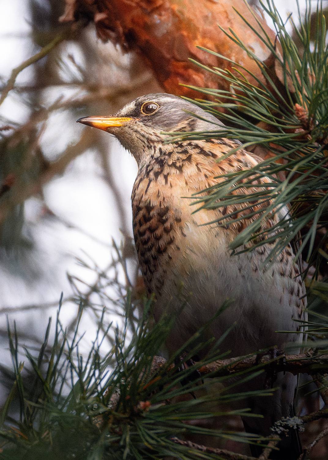 , Михаил Загрядский