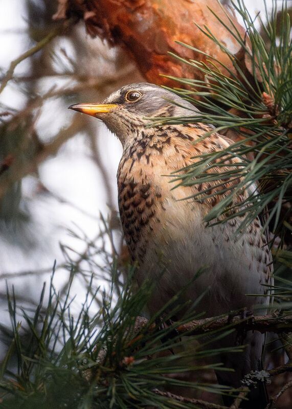 Дрозд-Рябинник  фото превью