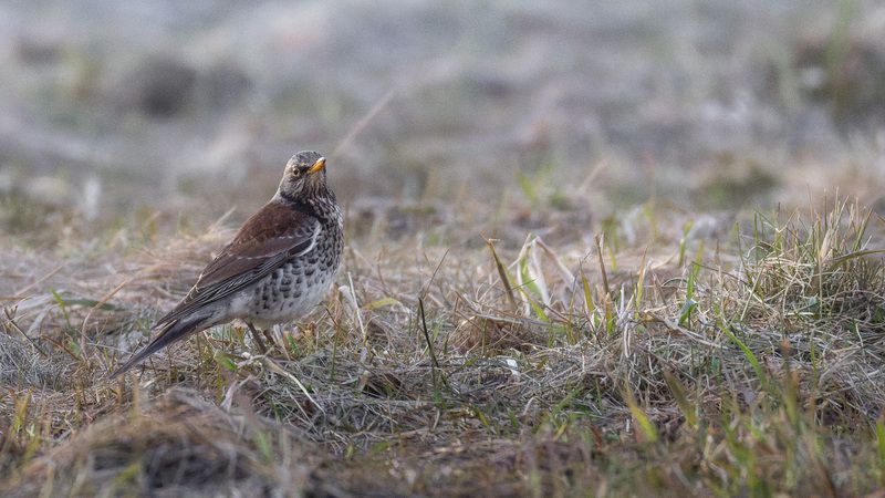 Дрозд-Рябинник фото превью