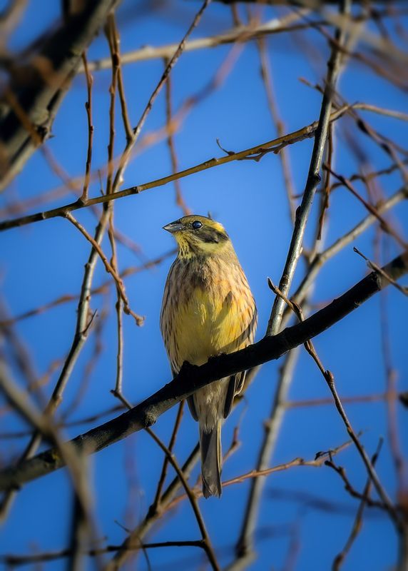 Овсянка фото превью
