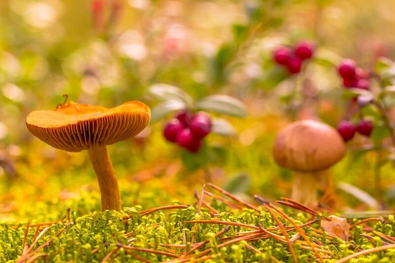 .... фото превью