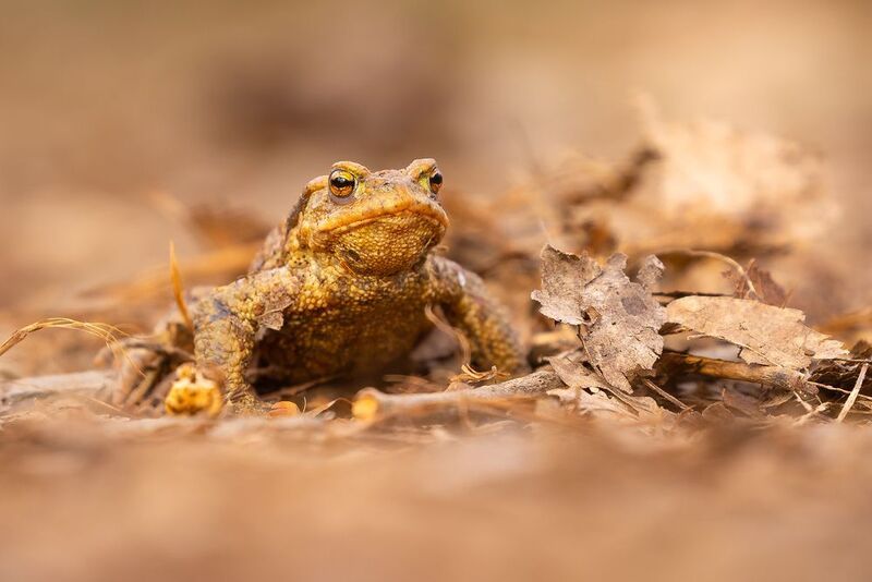 Frog фото превью