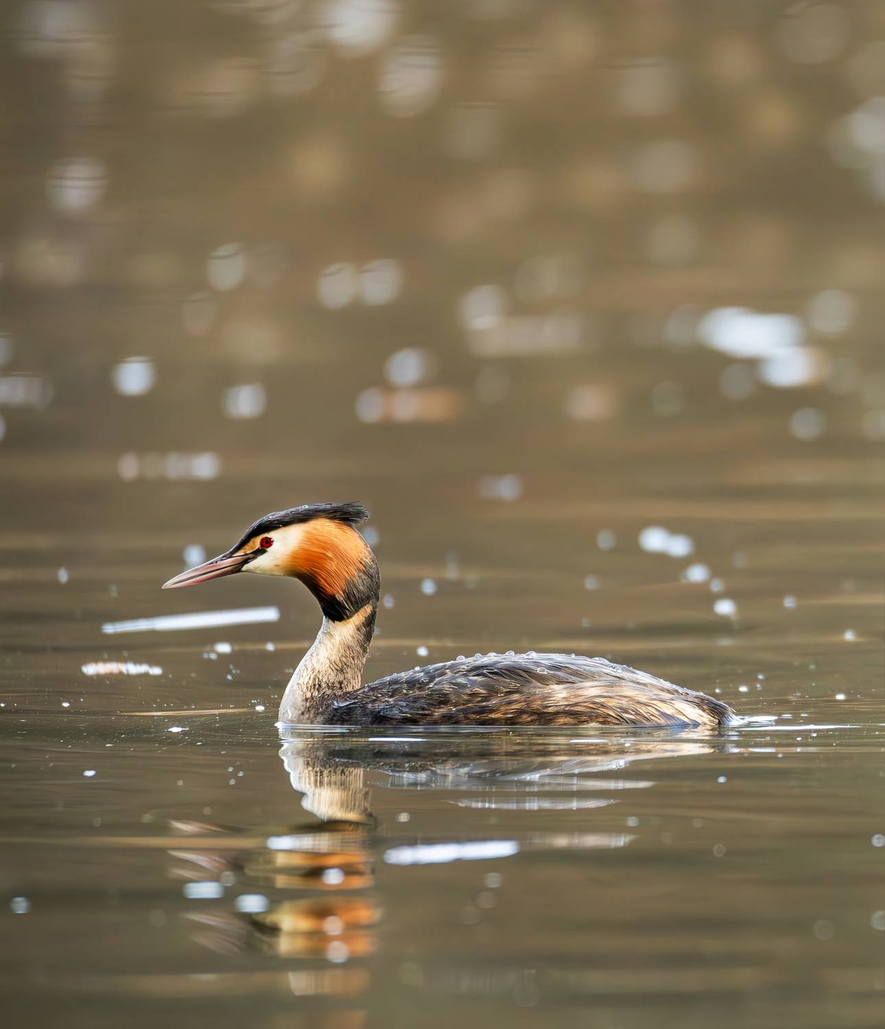 большая поганка, чомга, птицы, цырицыно, фотоохота, птиц россии, орнитология, живая природа, дикая пригода, апрель, весна, парк царицыно, птицы москвы, дикие птицы, Жгилёв Сергей