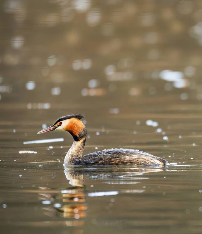 большая поганка, чомга, птицы, цырицыно, фотоохота, птиц россии, орнитология, живая природа, дикая пригода, апрель, весна, парк царицыно, птицы москвы, дикие птицы Большая поганка. фото превью