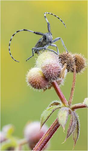 Жук усач.(Longhorn beetle)