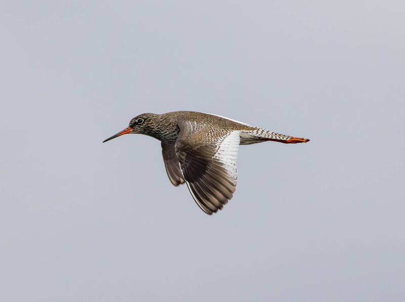 Травник фото превью