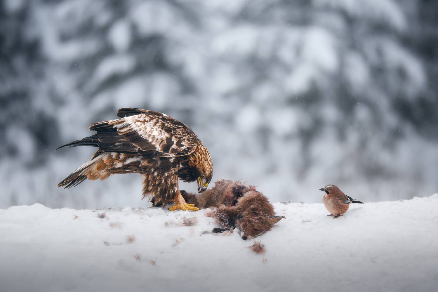 eagle, golden eagle, bird of prey, raptor, fox, jay, bird, snow, winter, wildlife, nature, predator, prey, feeding, hunting, scavenger, forest, wildlife photography, nature photography, animals, wild, outdoor, cold, observer, беркут, орел, сойка, птицы, з, Андрей