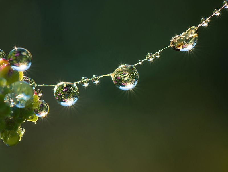 Солнечное ожерелье. фото превью